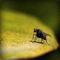 /album/terpwhistcihan/photolia-a07-jpg/